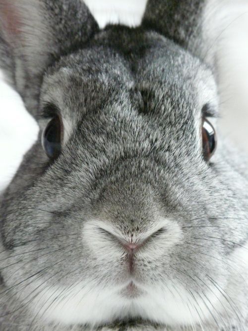 grey rabbit